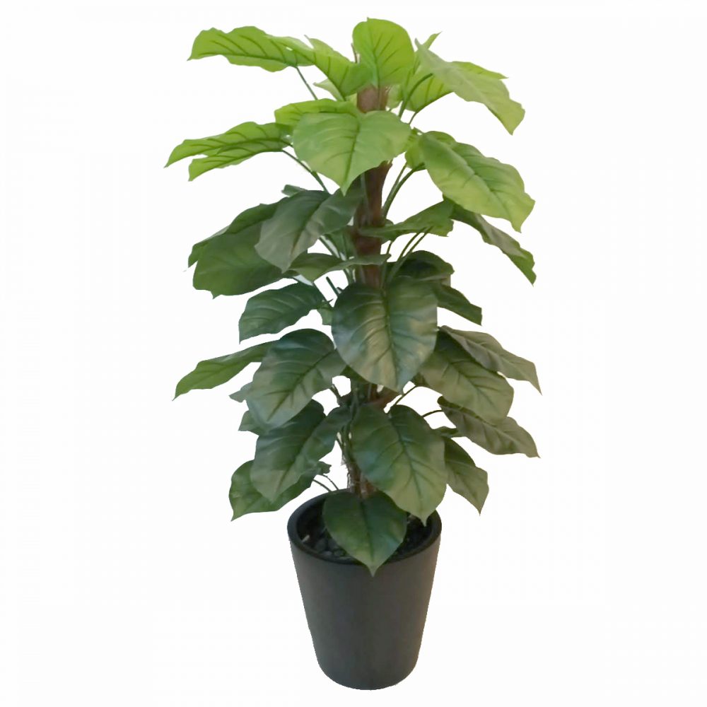 pothos-plant